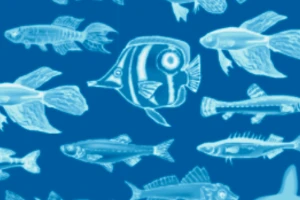 CAFFE CAFFE i FISH-cover-image-big